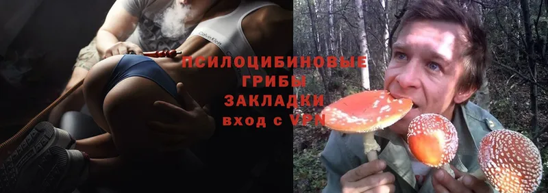 Псилоцибиновые грибы Psilocybe  Вихоревка 